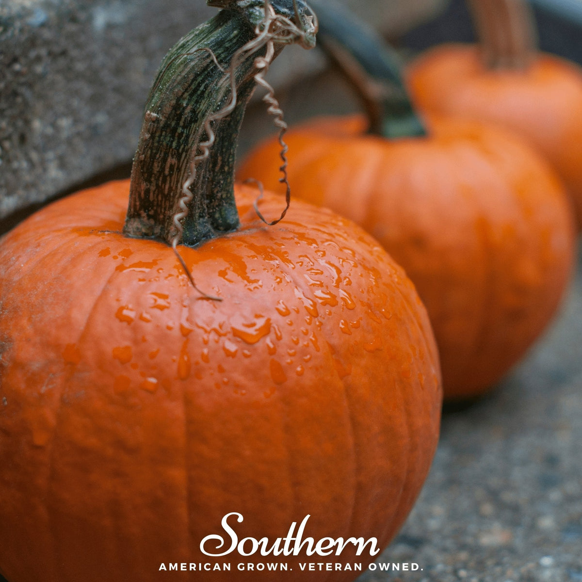 Small Sugar Pumpkin – 15 Seeds