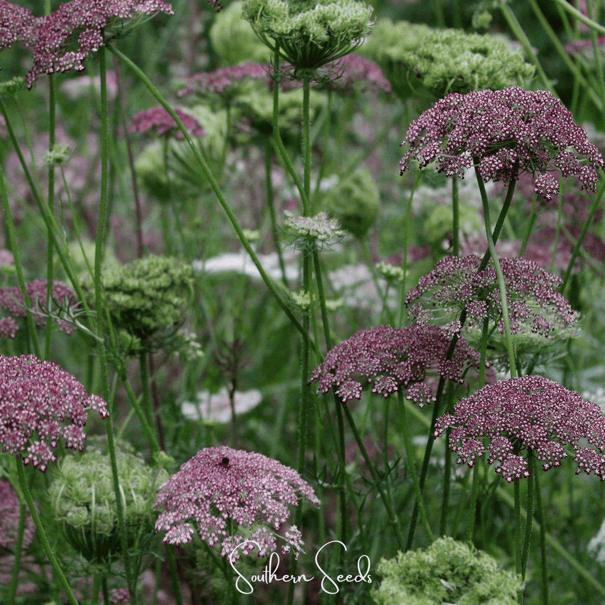 Chocolate Lace Queen Anne's Lace – 100 Seeds
