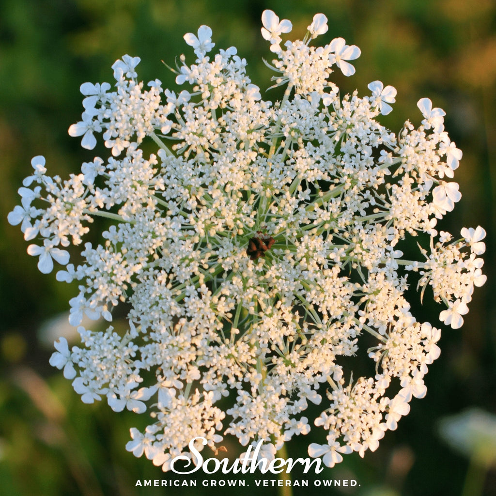 Queen Anne’s Lace – 100 Seeds