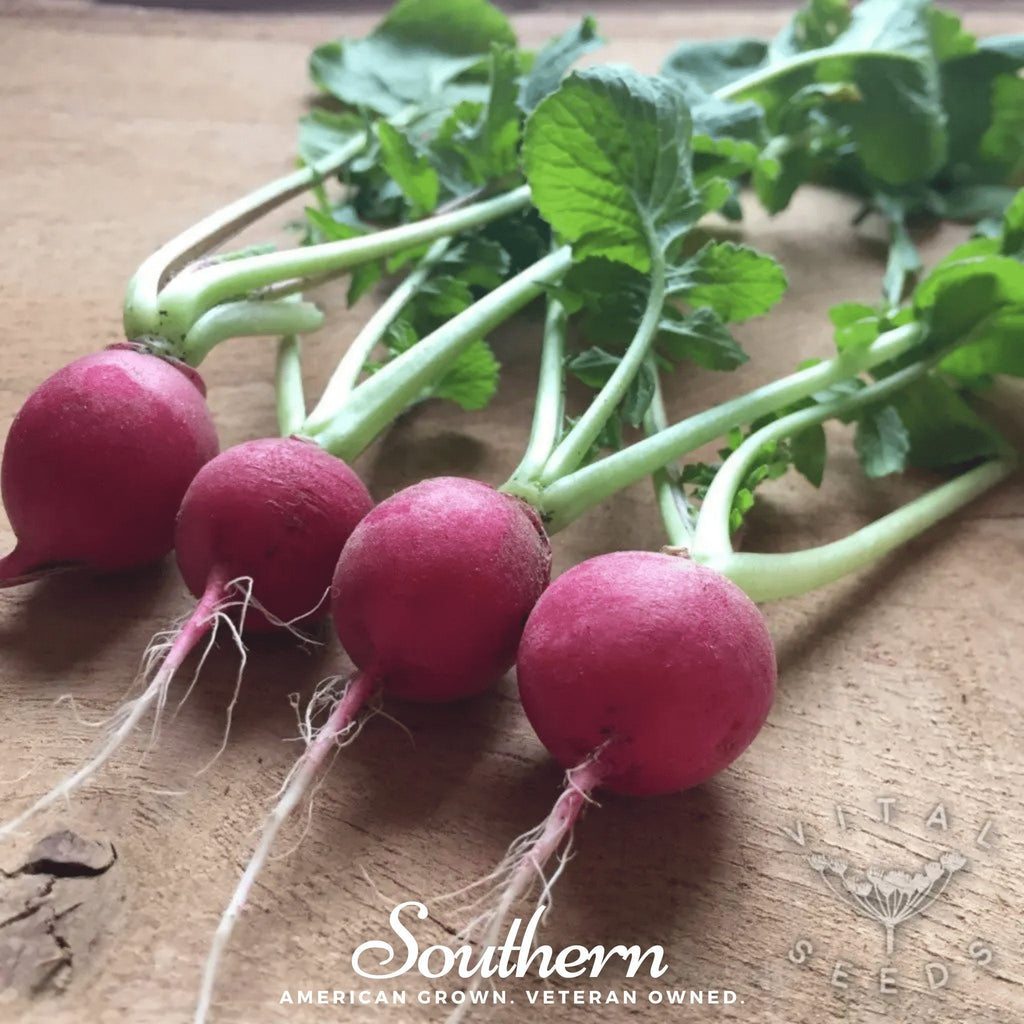 Cherry Belle Radish – 250 Seeds