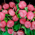 Cherry Belle Radish – 250 Seeds