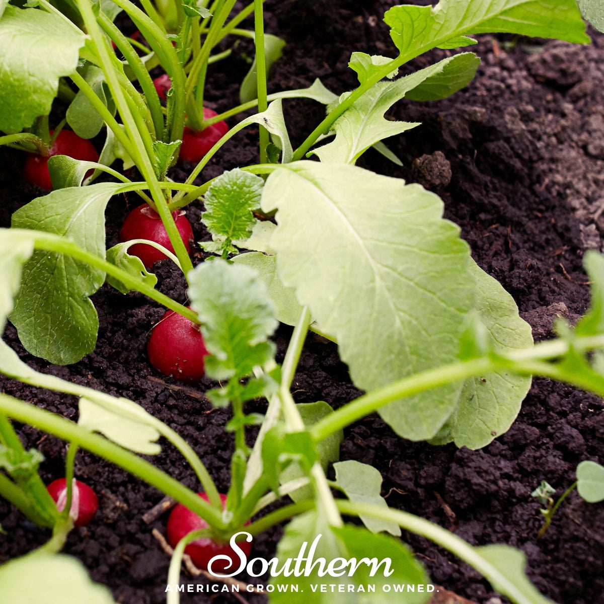 Crimson Giant Radish – 100 Seeds