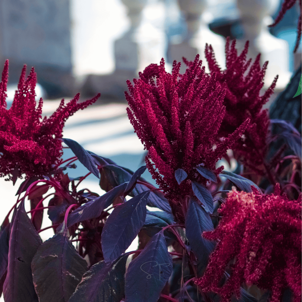 Red Garnet Amaranth – 250 Seeds