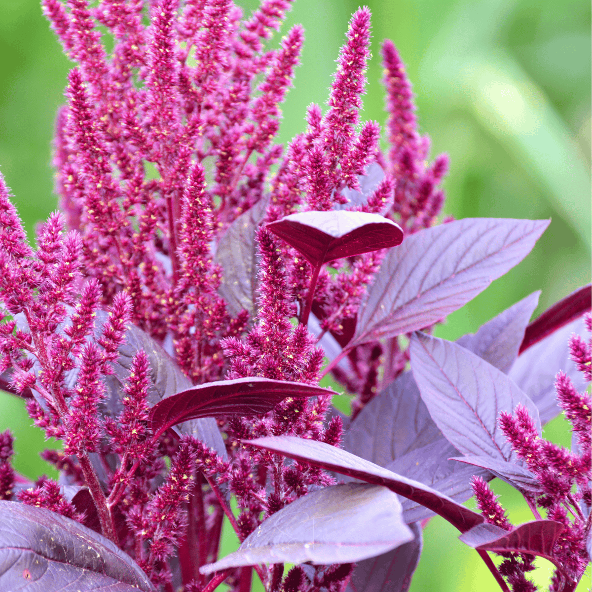 Red Garnet Amaranth – 250 Seeds