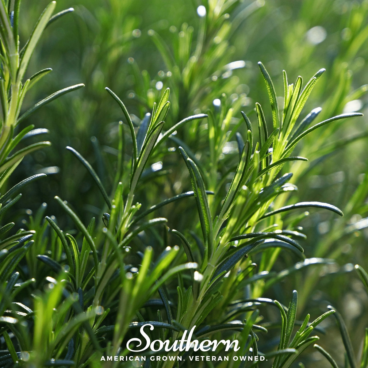 Rosemary – 50 Seeds