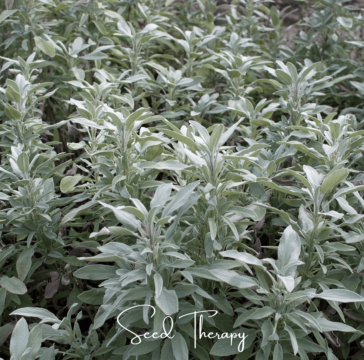 White Sage – 50 Seeds