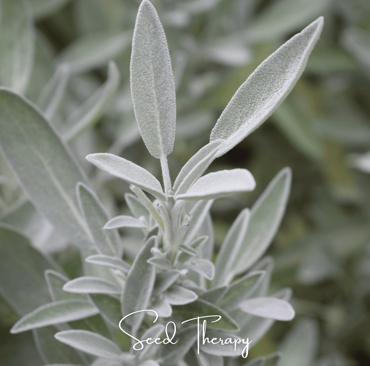 White Sage – 50 Seeds
