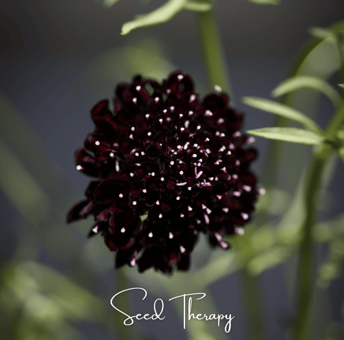 Black Knight Scabiosa – 30 Seeds