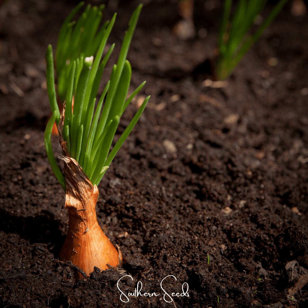 Davidor Shallot– 50 Seeds