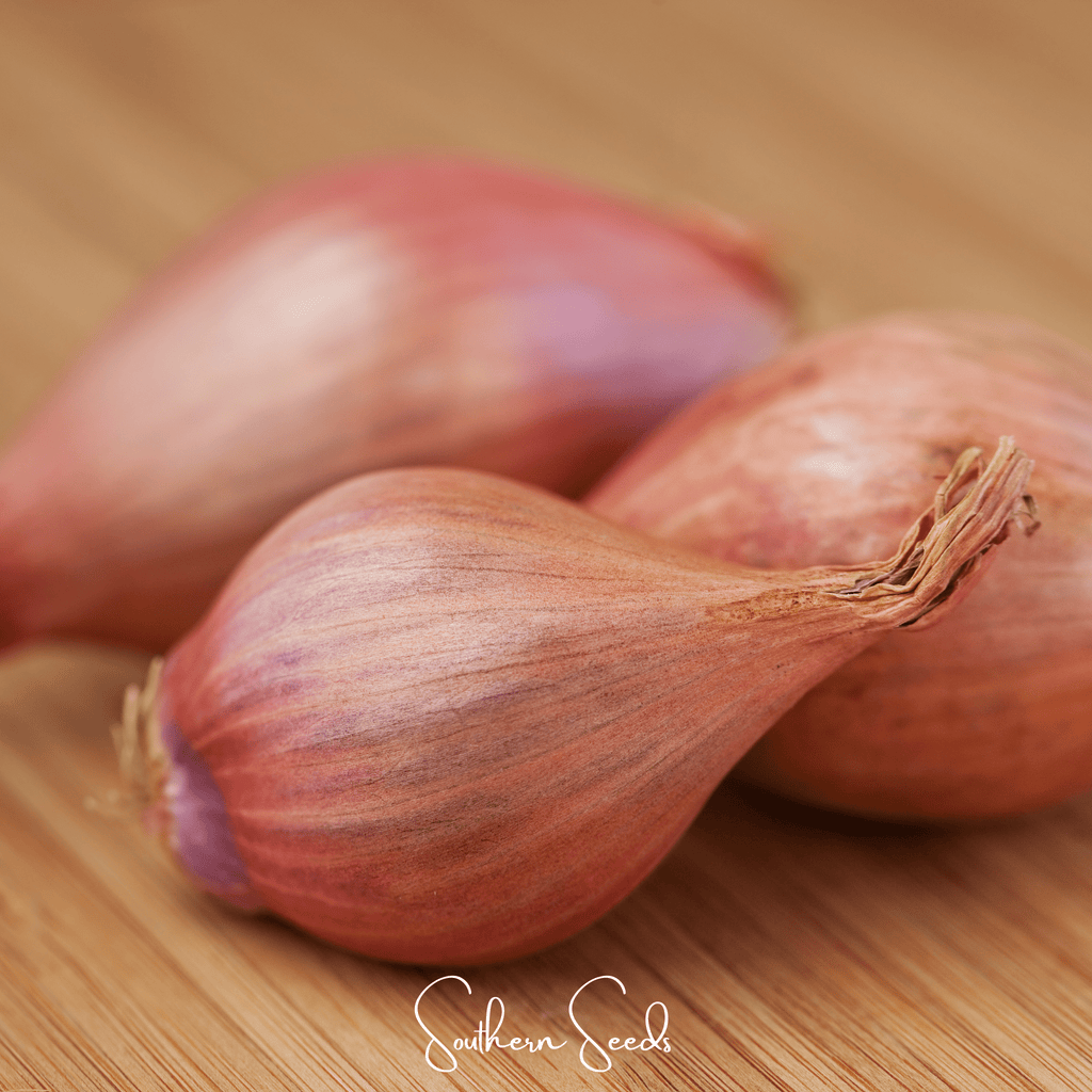 Davidor Shallot– 50 Seeds