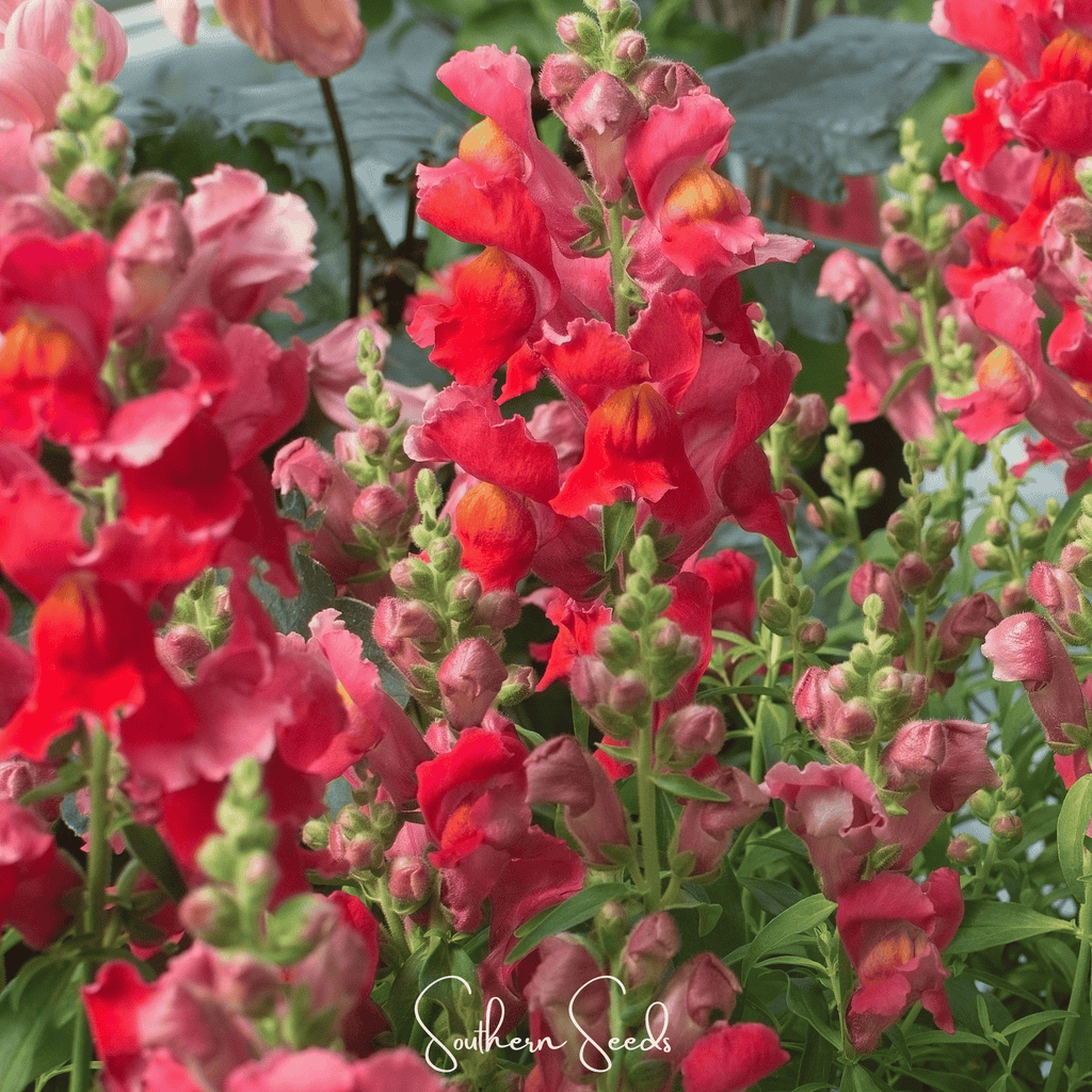Defiance Snapdragon – 200 Seeds