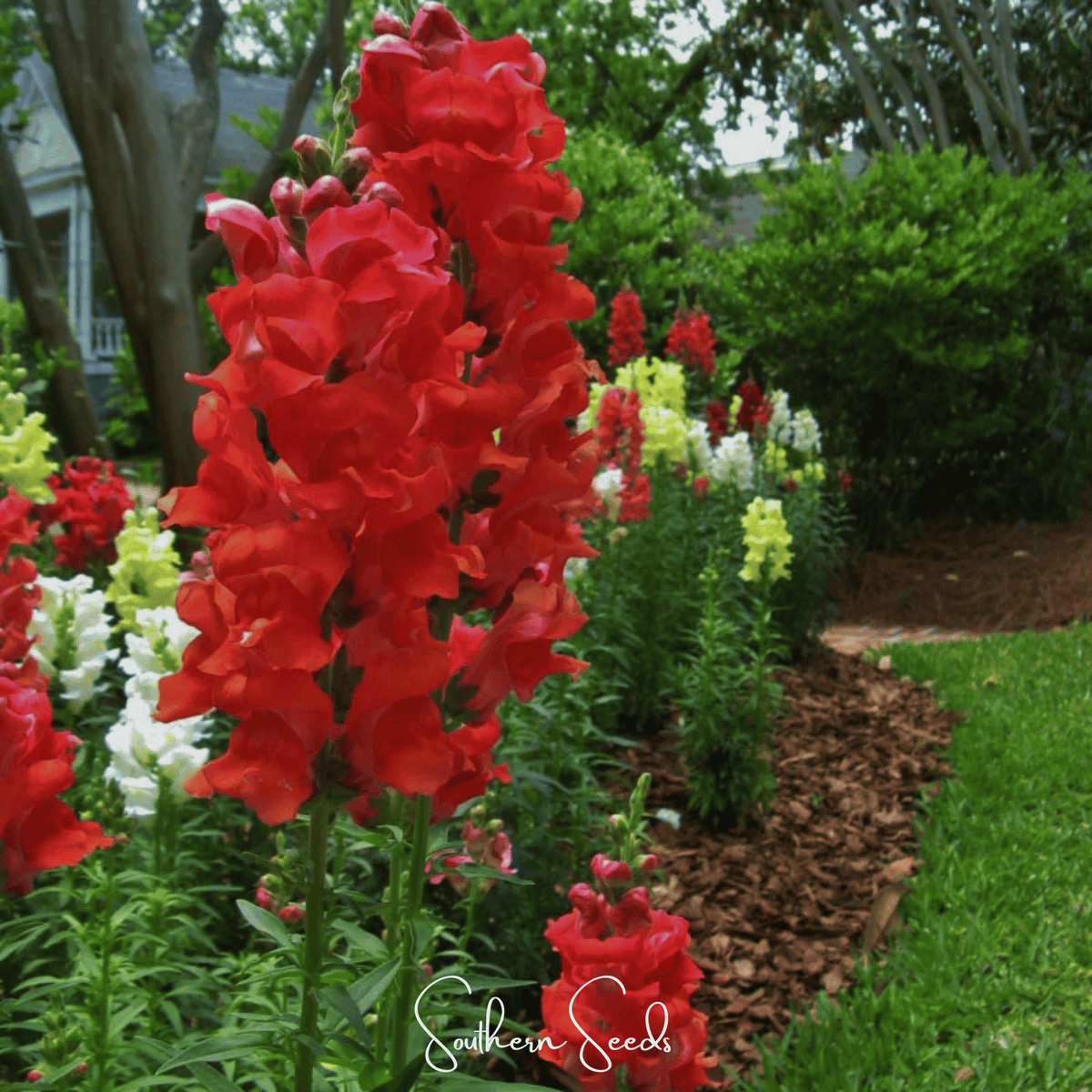 Defiance Snapdragon – 200 Seeds