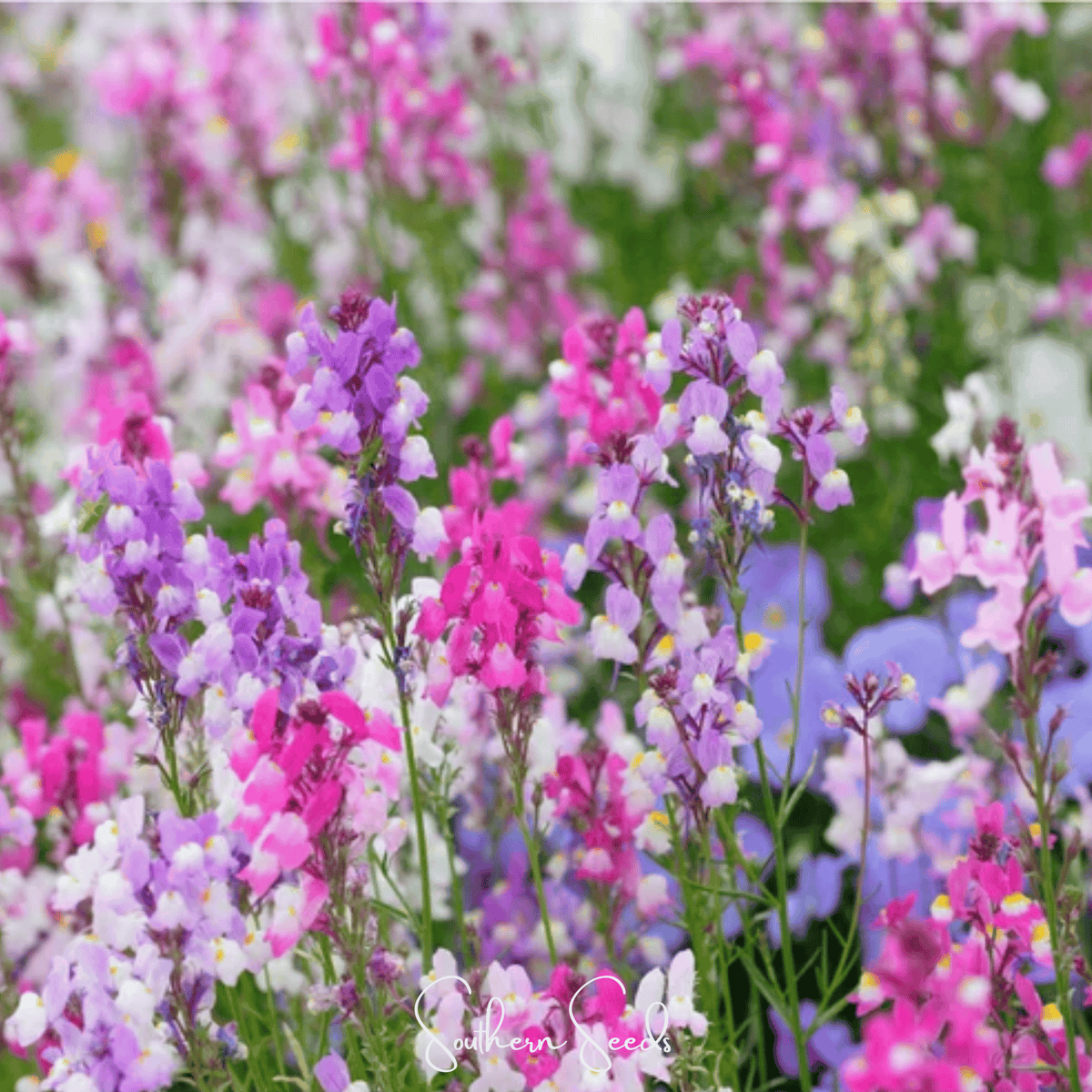 Northern Lights Toadflax Mix – 200 Seeds