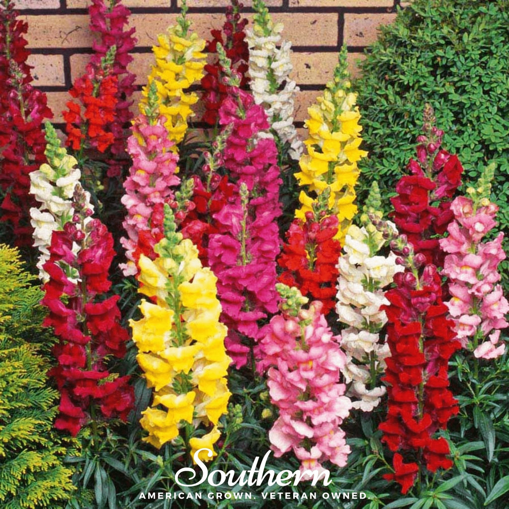 Tetra Snapdragon Mix – 200 Seeds