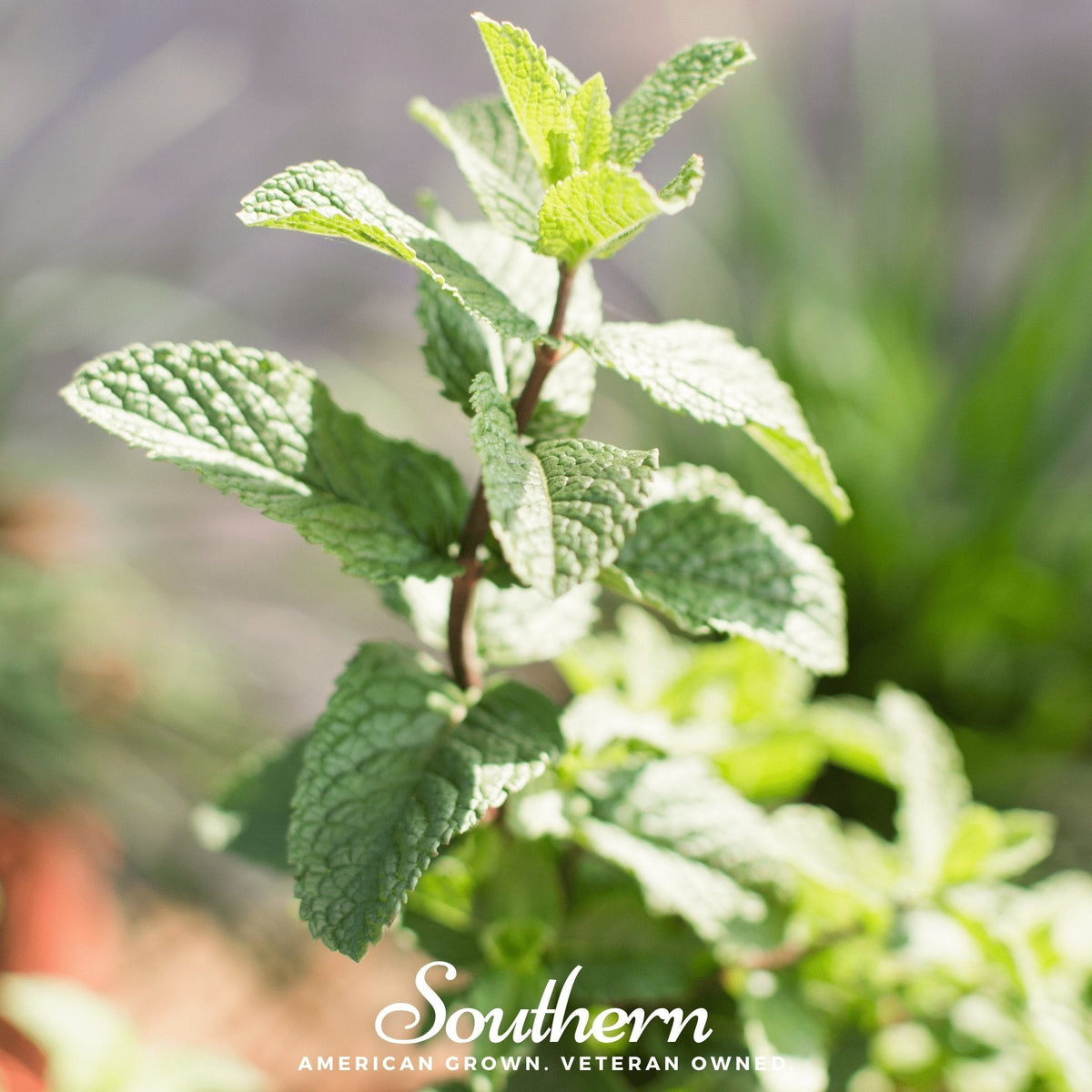 Spearmint – 200 Seeds