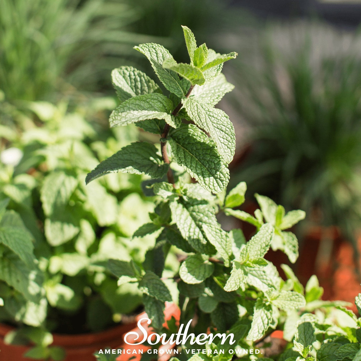 Spearmint – 200 Seeds