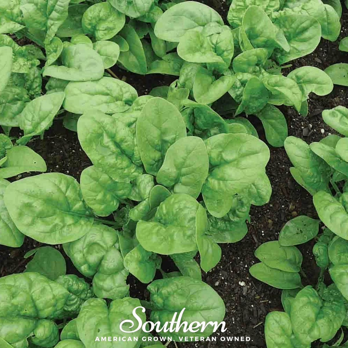 Bloomsdale Spinach – 150 Seeds