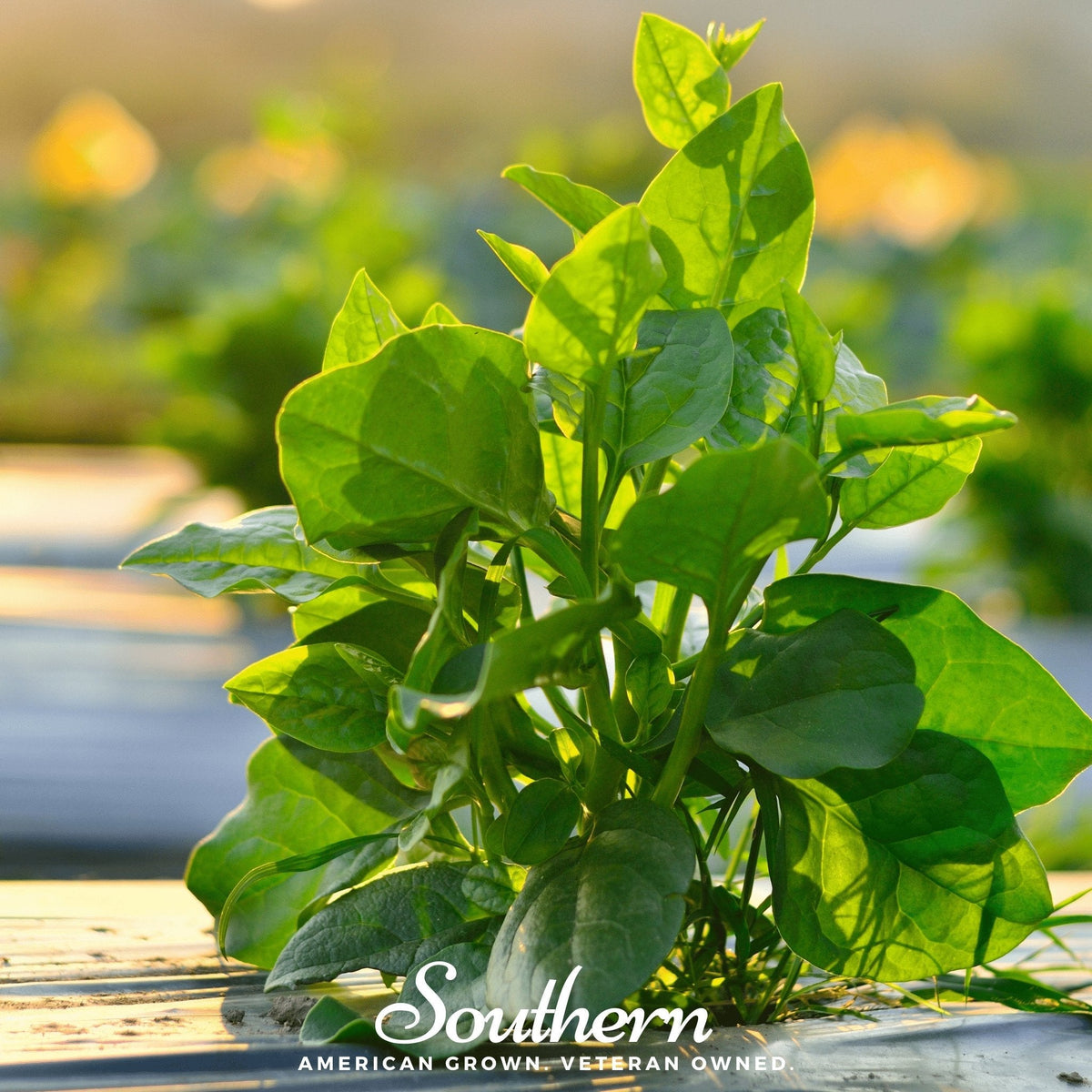 Malabar Green Spinach – 100 Seeds