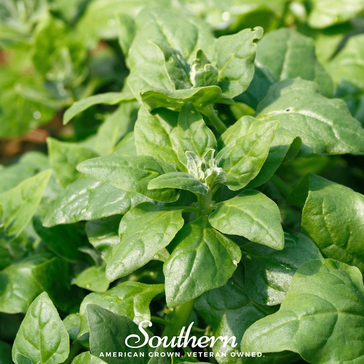 New Zealand Spinach – 30 Seeds