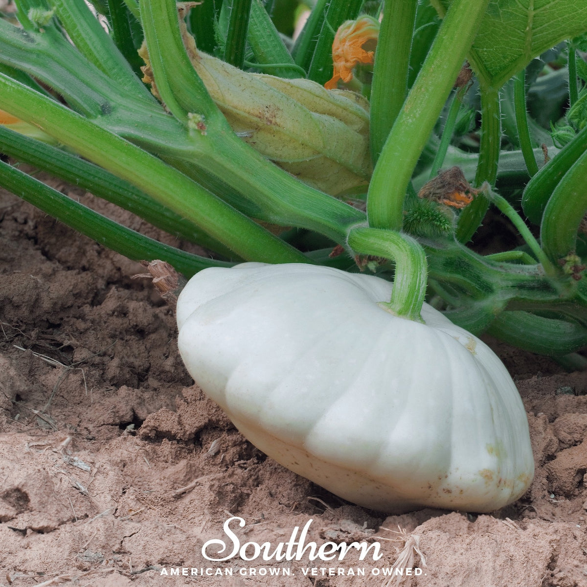 Bennings Green Tint Scallop Summer Squash – 25 Seeds