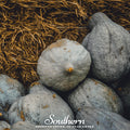 Blue Hubbard Winter Squash – 20 Seeds