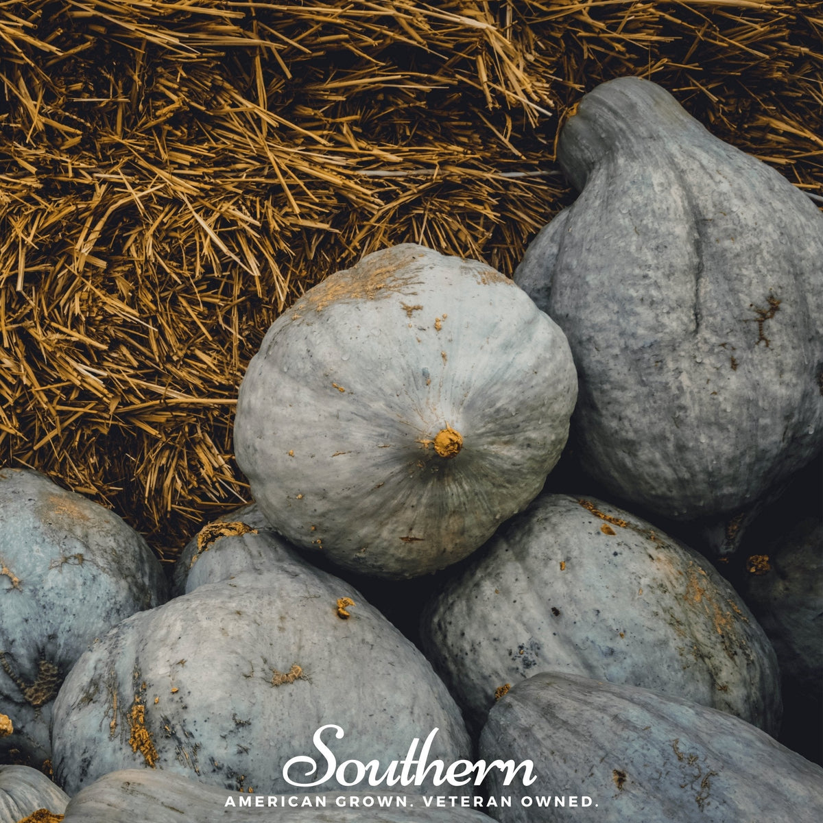 Blue Hubbard Winter Squash – 20 Seeds