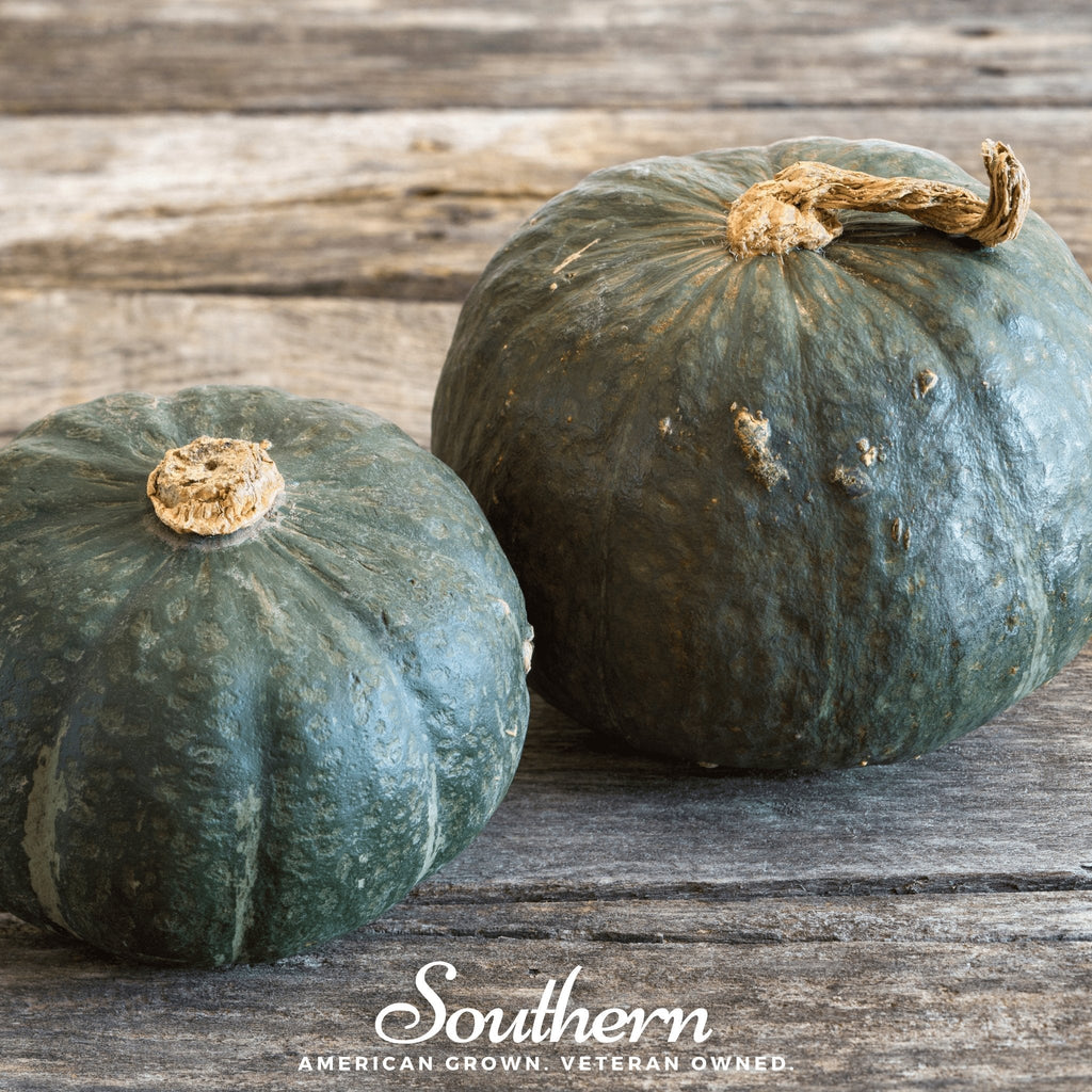 Buttercup Burgess Winter Squash – 20 Seeds