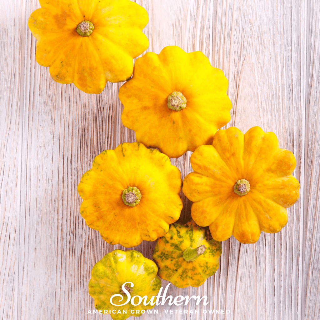 Scallop Yellow Bush Summer Squash – 25 Seeds