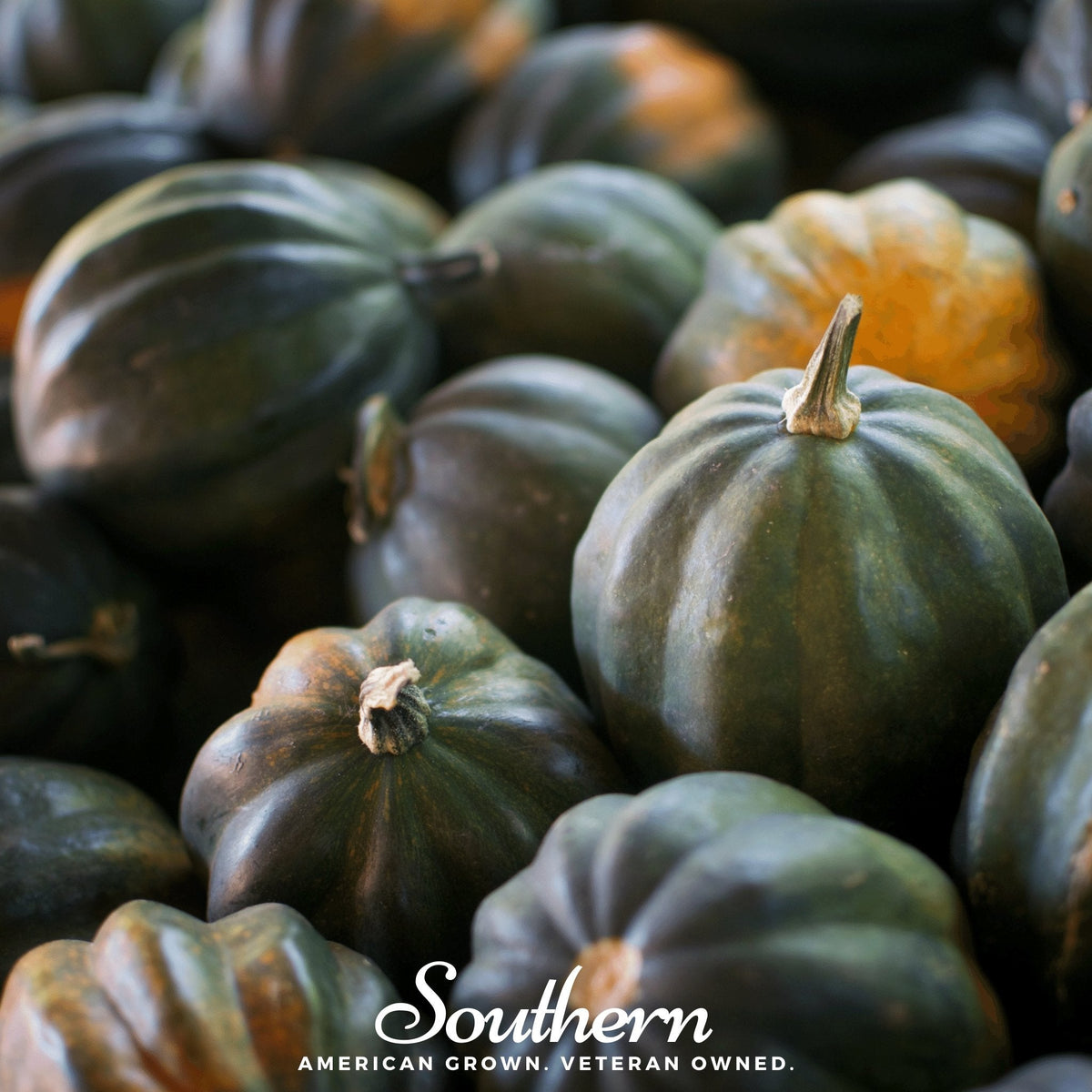 Table Queen Acorn Winter Squash – 25 Seeds