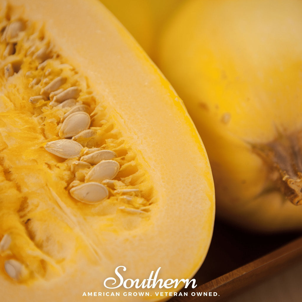 Spaghetti Winter Squash – 20 Seeds