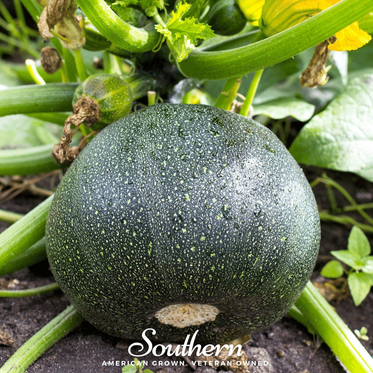 Zucchini Round Summer Squash – 25 Seeds