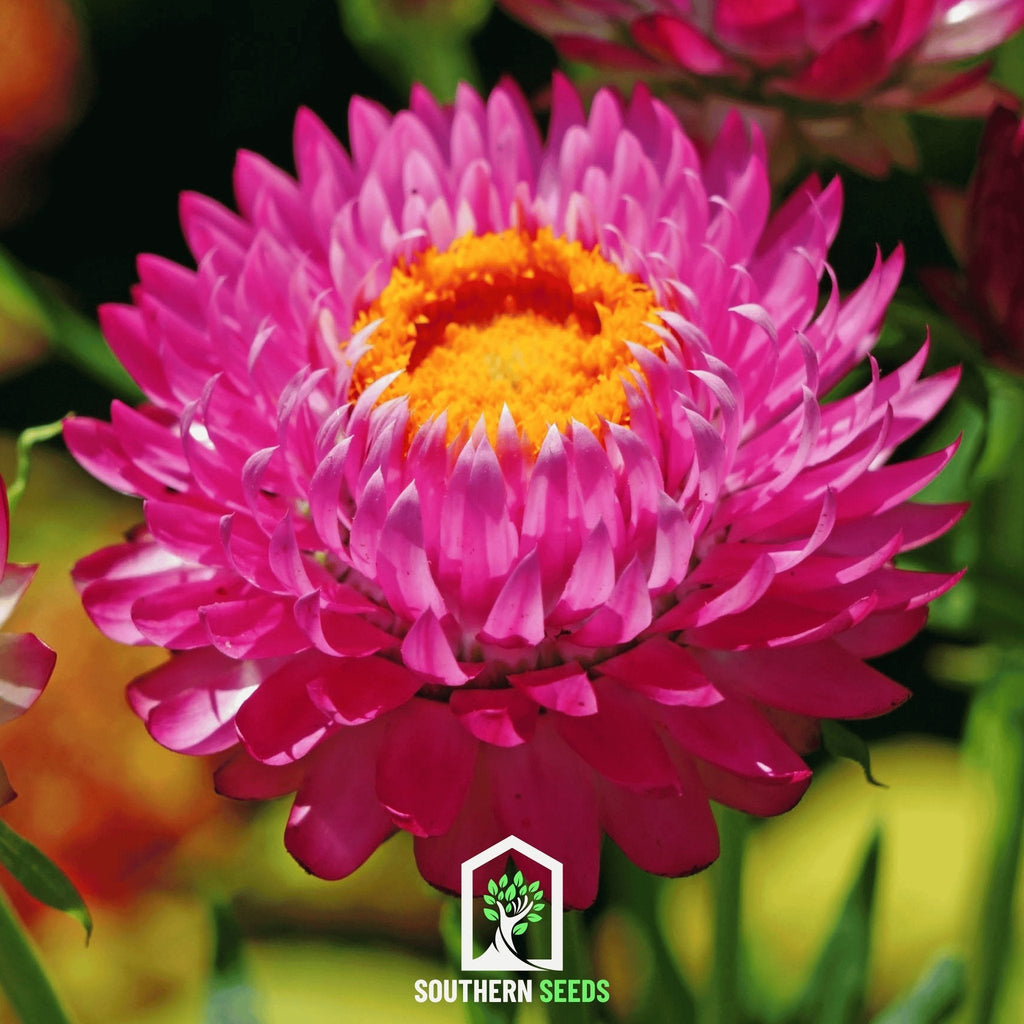 Purple-Red Strawflower – 100 Seeds