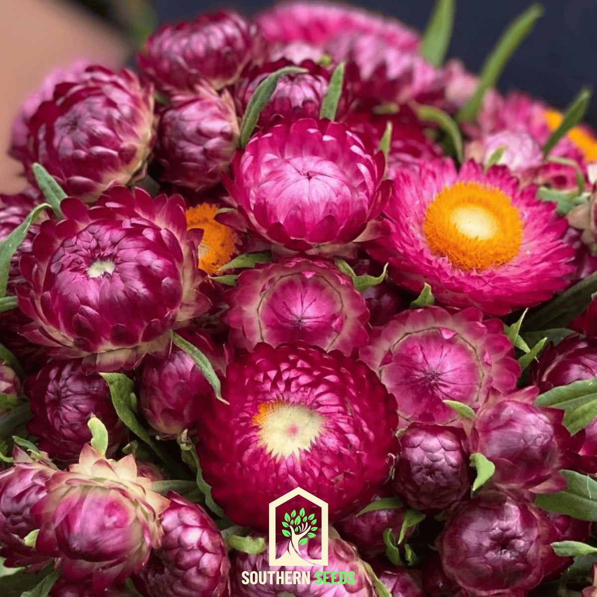 Purple-Red Strawflower – 100 Seeds