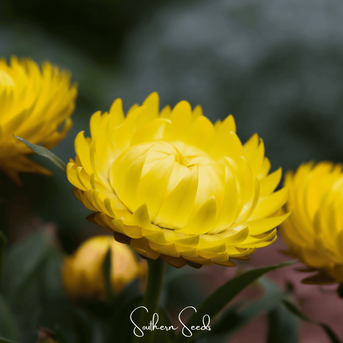 Yellow Strawflower – 100 Seeds