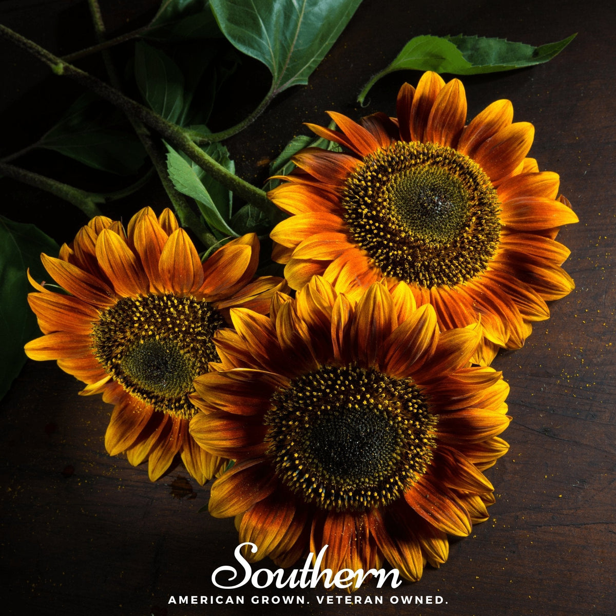 Autumn Beauty Sunflower – 25 Seeds