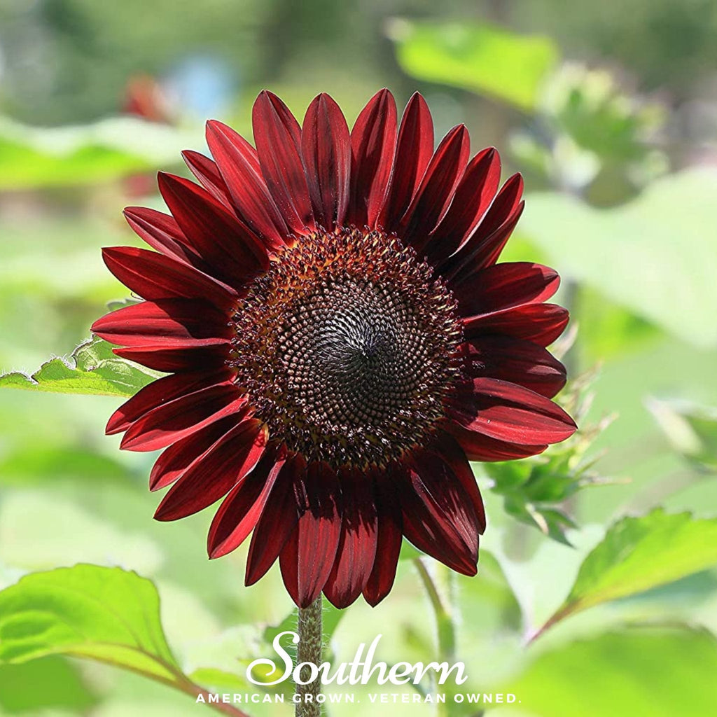 Chocolate Sunflower – 25 Seeds