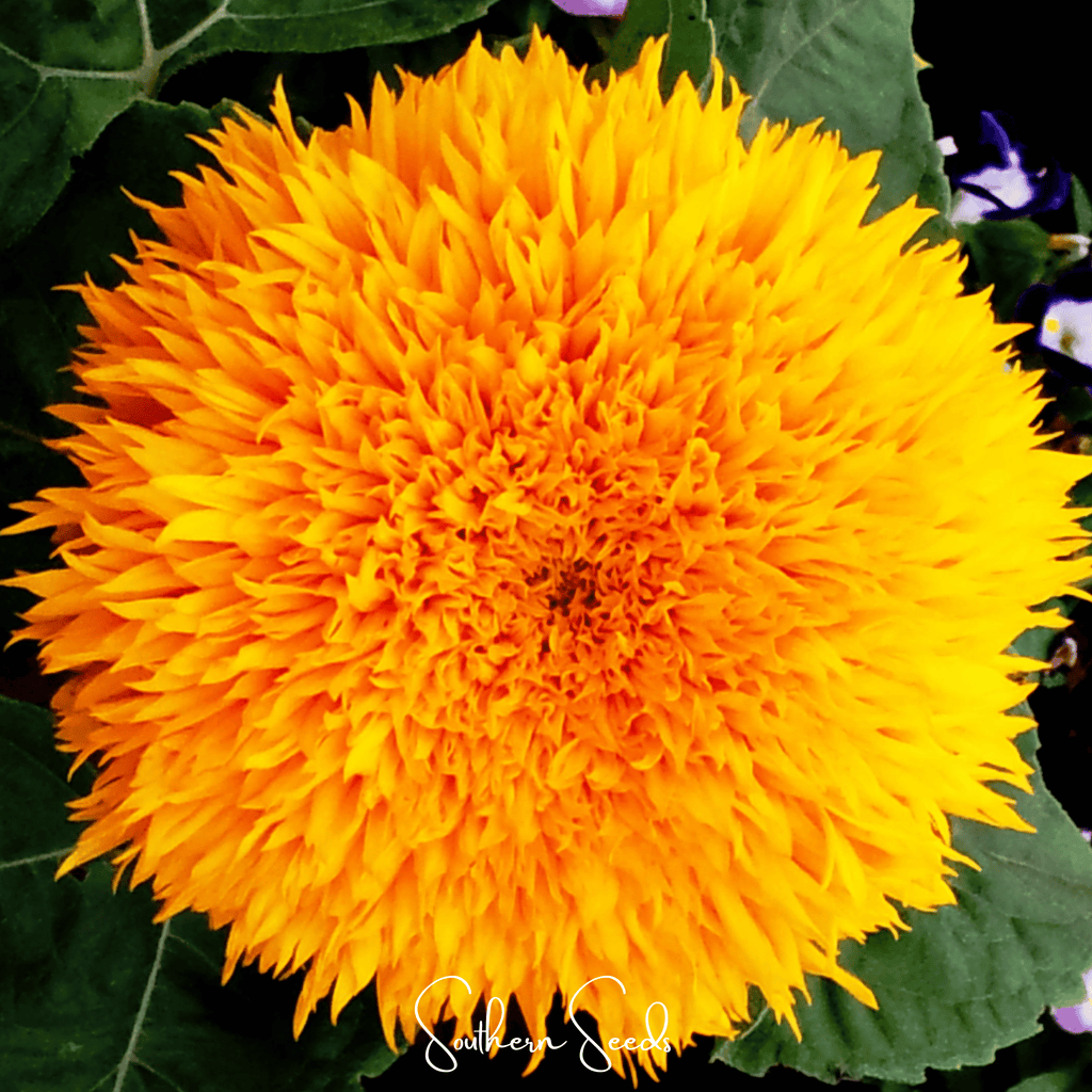 Giant Sungold Sunflower – 25 Seeds