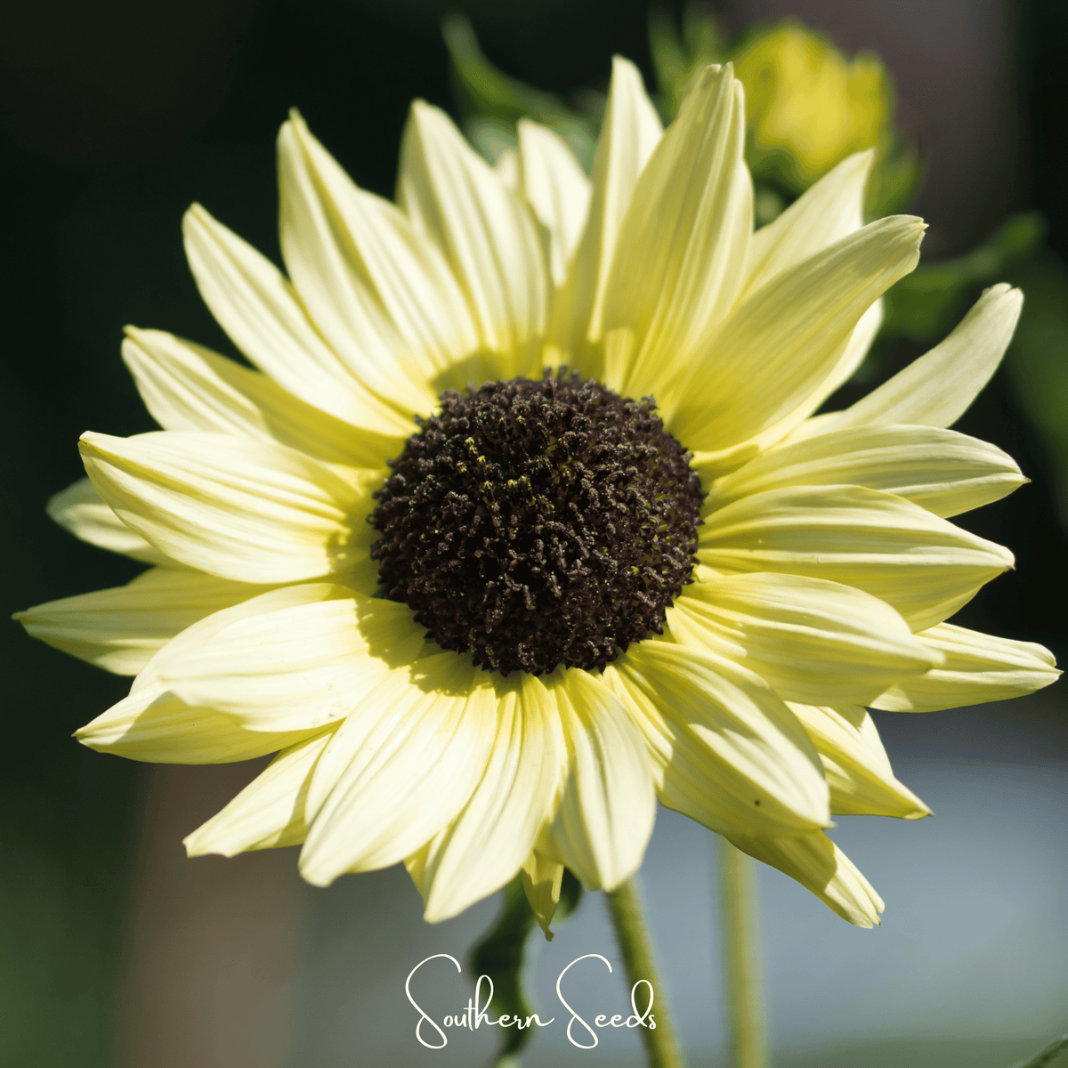 Italian White Sunflower – 25 Seeds
