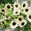 Italian White Sunflower – 25 Seeds