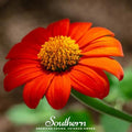 Mexican Sunflower – 50 Seeds