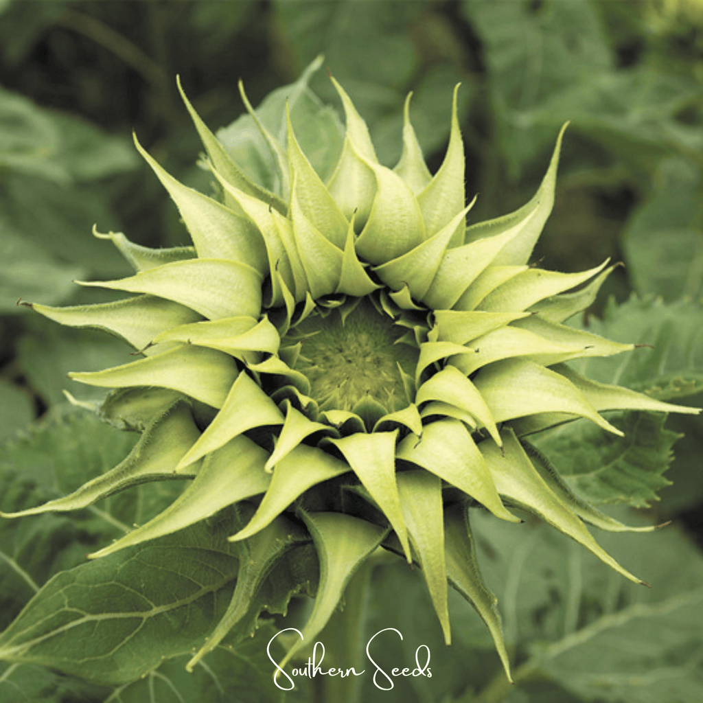 SunFill Green Sunflower – 25 Seeds