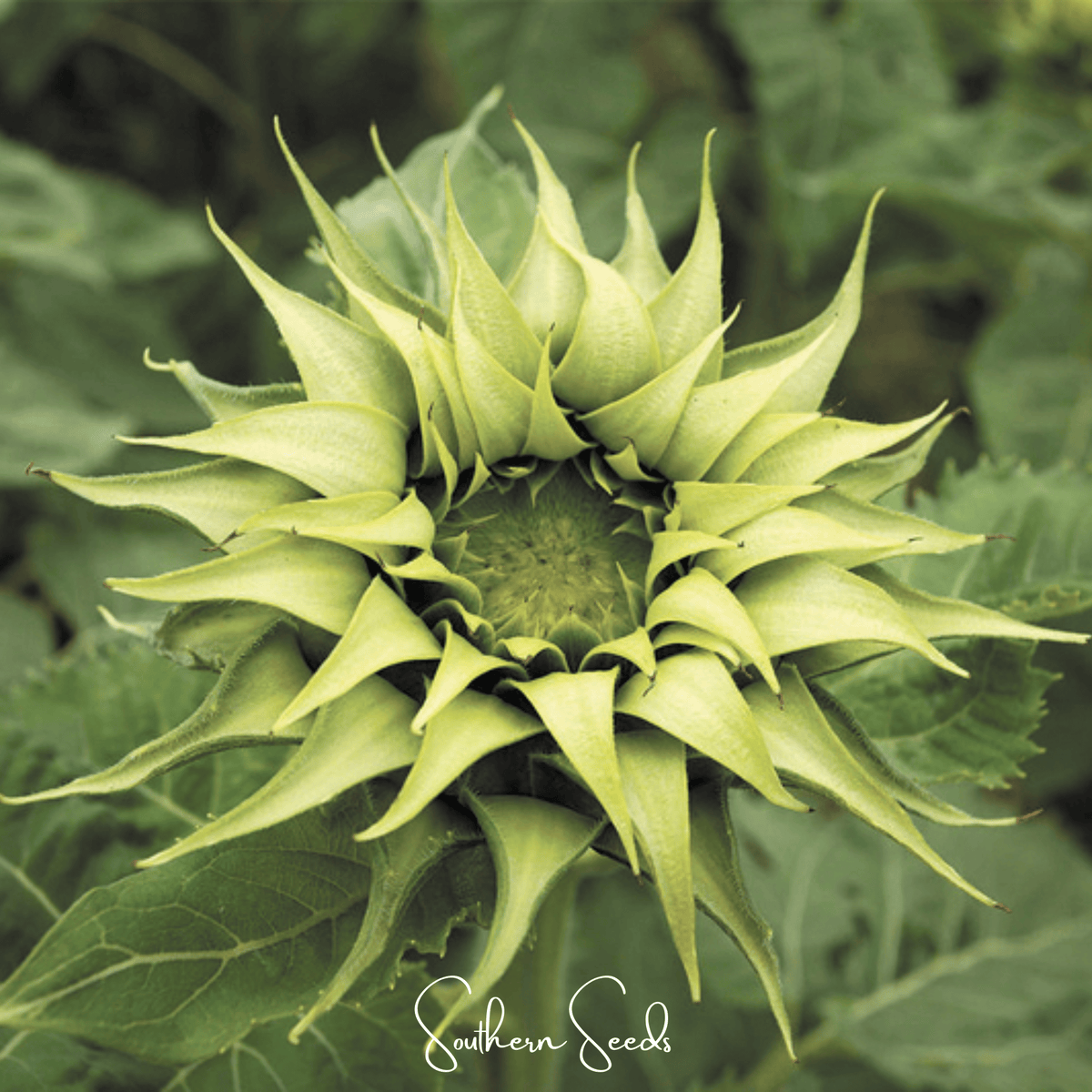 SunFill Green Sunflower – 25 Seeds