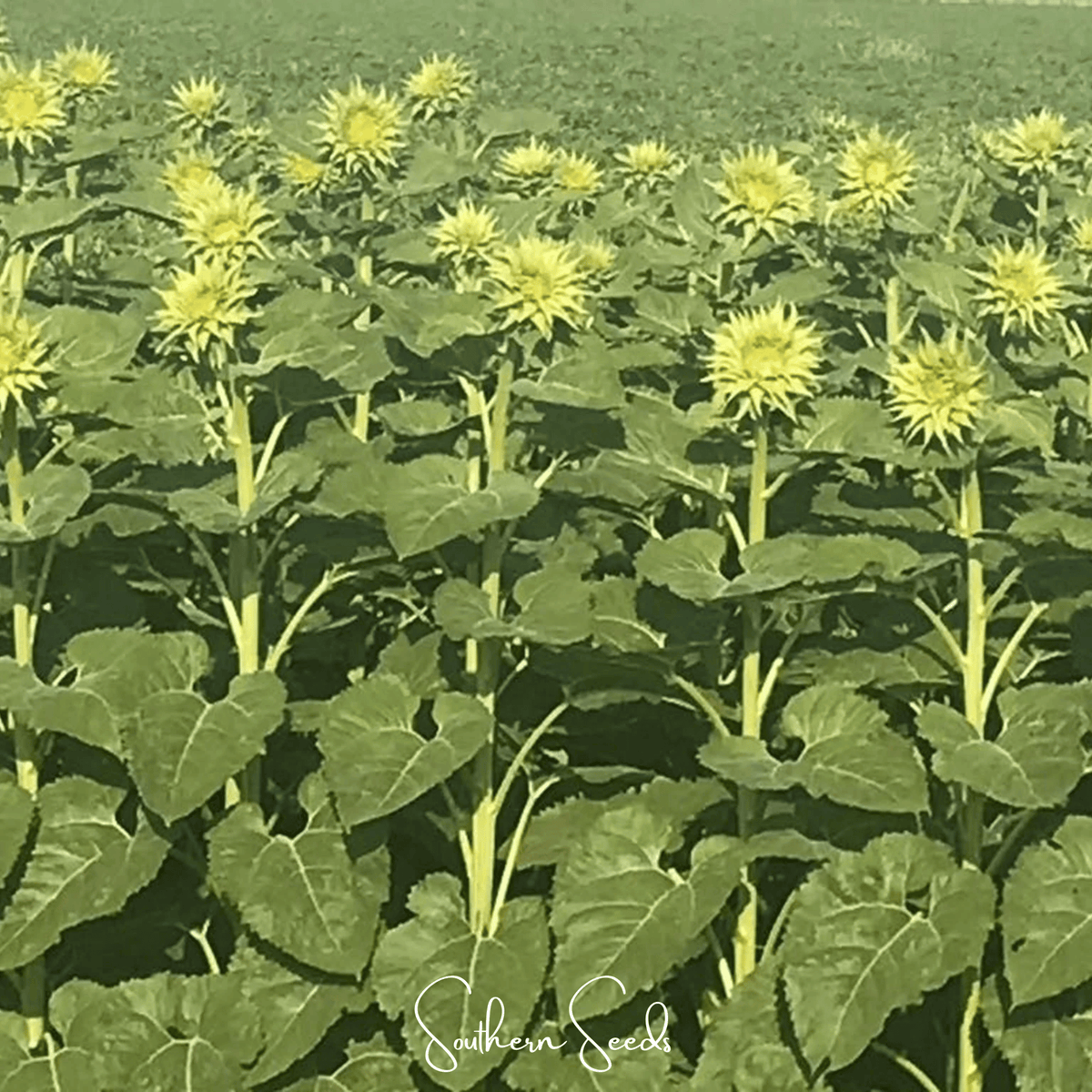SunFill Green Sunflower – 25 Seeds