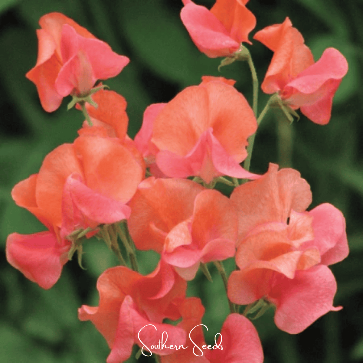 Prince of Orange Sweet Pea – 25 Seeds