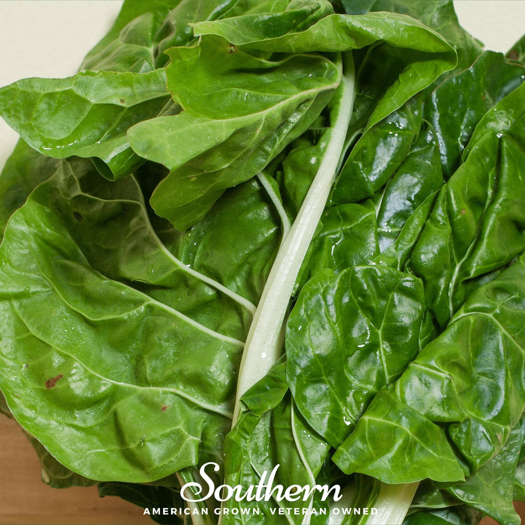 Fordhook Giant Swiss Chard – 100 Seeds