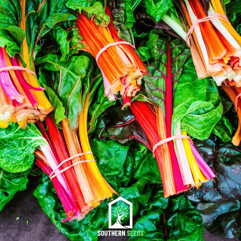 Rainbow Swiss Chard – 100 Seeds