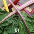 Rainbow Swiss Chard – 100 Seeds