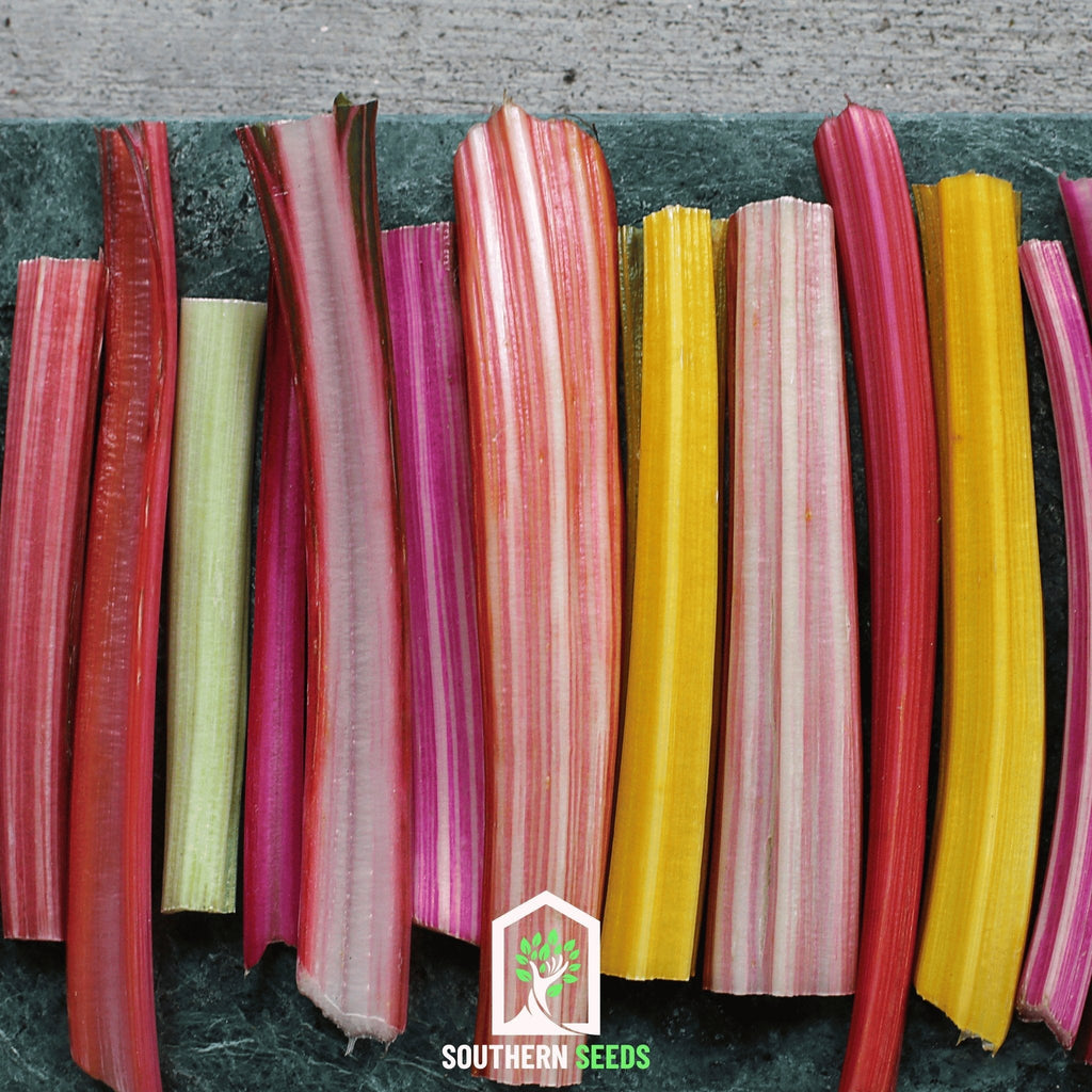 Rainbow Swiss Chard – 100 Seeds