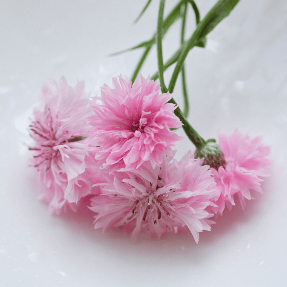 Tall Pink Cornflower - 100 Seeds