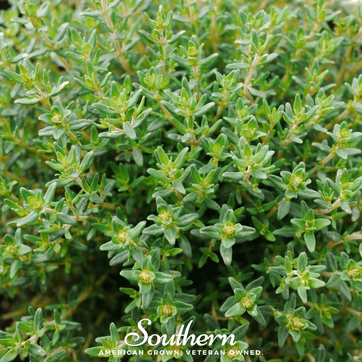 Common Thyme – 250 Seeds